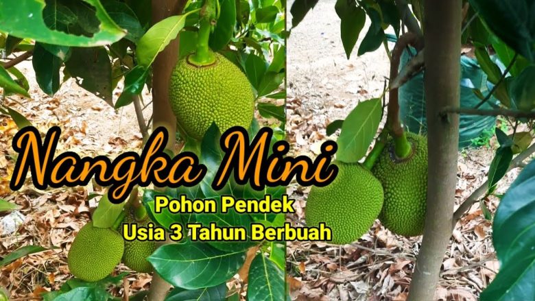 Mudah Cara Budidaya Pohon Nangka Mini Berbuah Lebat Taman Inspirasi