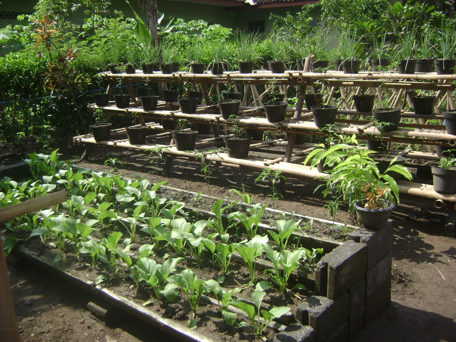 cara menanam sayuran organik di lahan sempiternal torrent