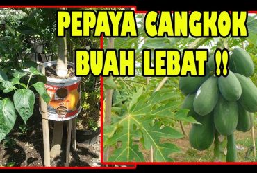 5 Cara Mencangkok Pepaya agar Cepat Berbuah (Papaya Tree Grafting Technique)