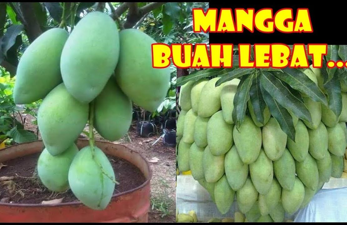 Tabulampot Mangga Berbuah Cebat Dan Lepat Taman Inspirasi Safa