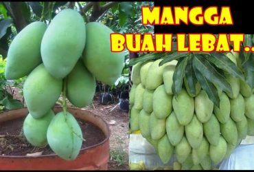 Tabulampot Mangga Berbuah Cebat dan Lepat