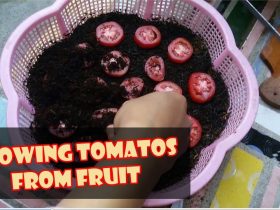 Cara Menanam Tomat - Semai & Budidaya Tomat dari Buah Taman Inspirasi SAFA