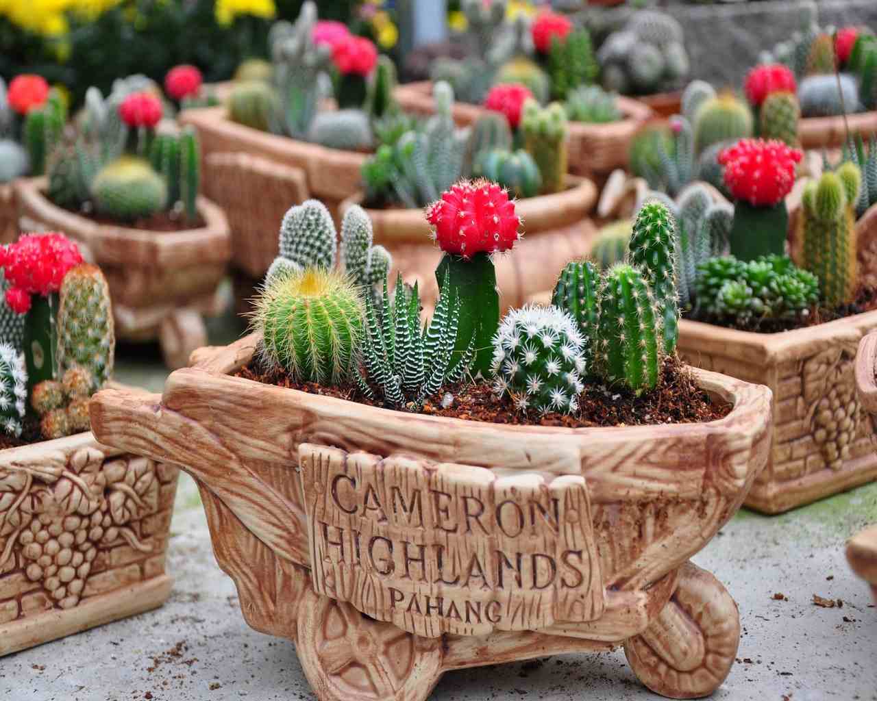 Tanaman Kaktus Bunga » 50 Inspirasi Tanaman Hias UNIK Indoor & Outdoor