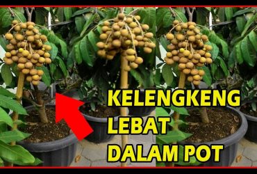 Tabulampot Kelengkeng – Rahasia Kelengkeng Kerdil Berbuah Lebat