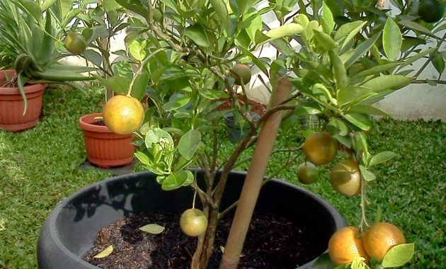 Tabulampot Jeruk Tabulampot Panduan Lengkap Budidaya Tanaman Buah