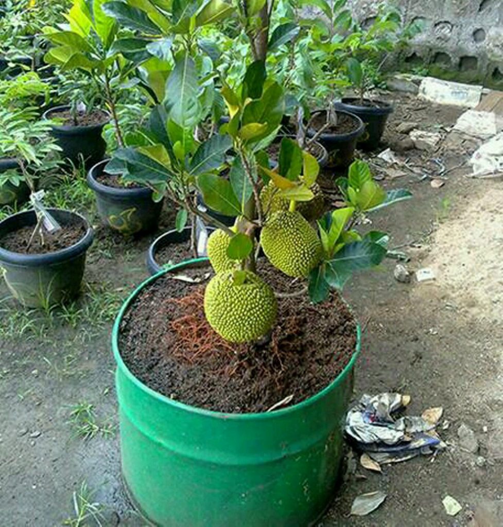 Tabulampot Nangka Mini