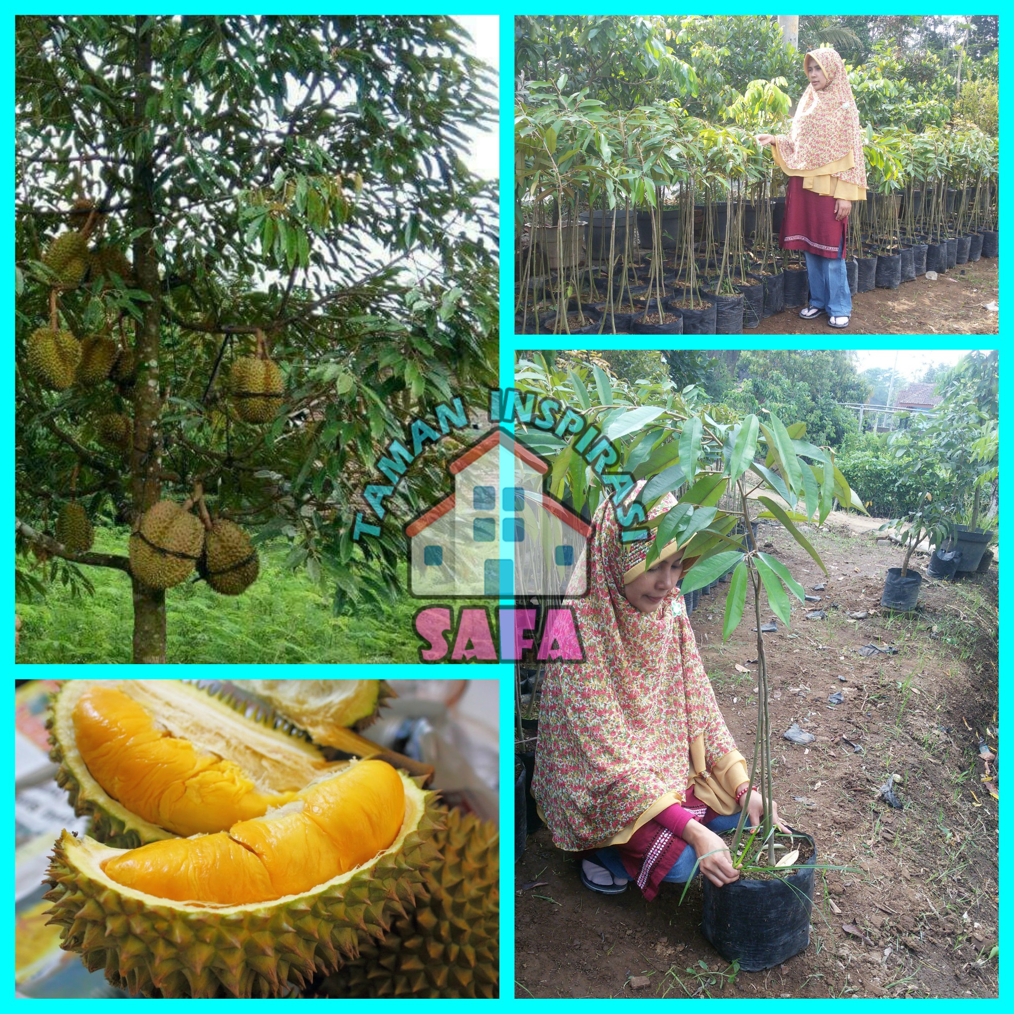 Bibit Durian Kaki Tiga