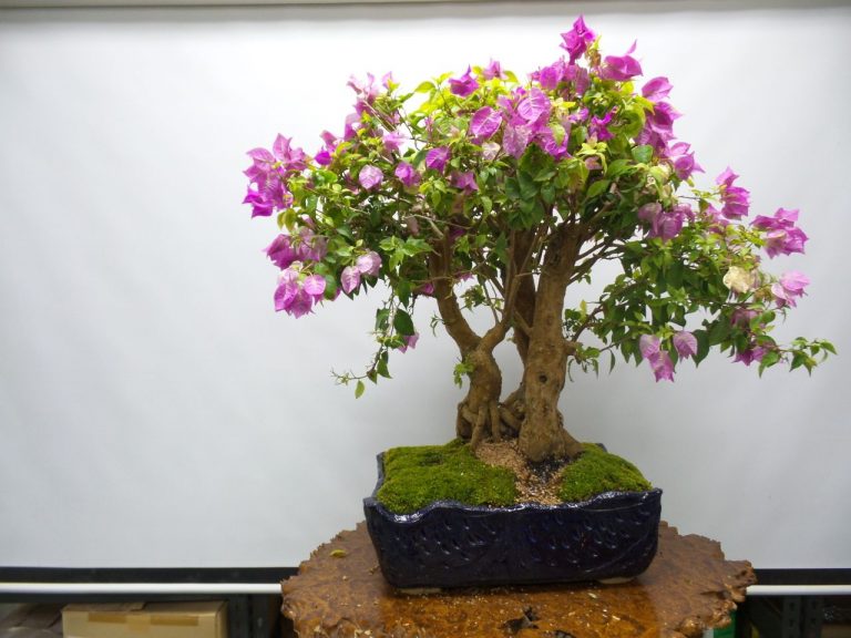 Bonsai: Nggak Cuma Tanaman Mini, Keunikan dan Keterampilan di Setiap Tunas!