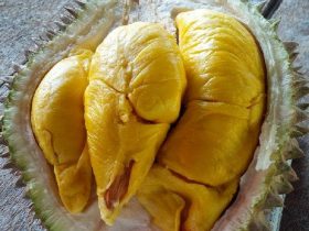 Daging Buah Durian Musang King