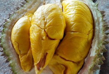 Durian Musang King, Budidaya Mudah Hasil Melimpah