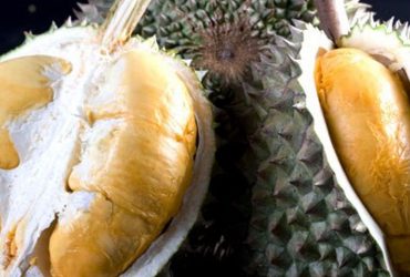 Durian Duri Hitam, Varietas Unggul Berbuah Cepat