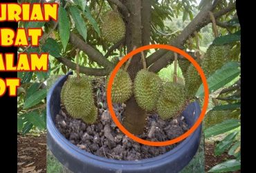 Budidaya Tanaman Durian agar Cepat Berbuah dan Produktif