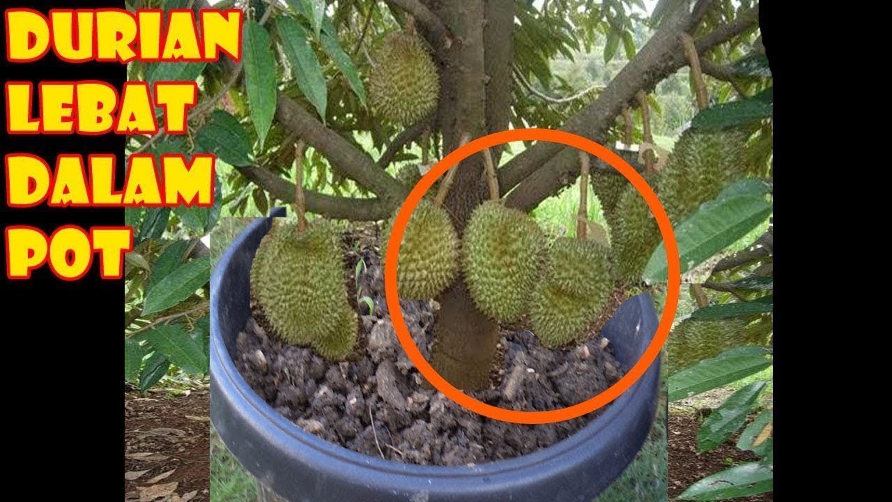 Durian Lebat dalam Pot