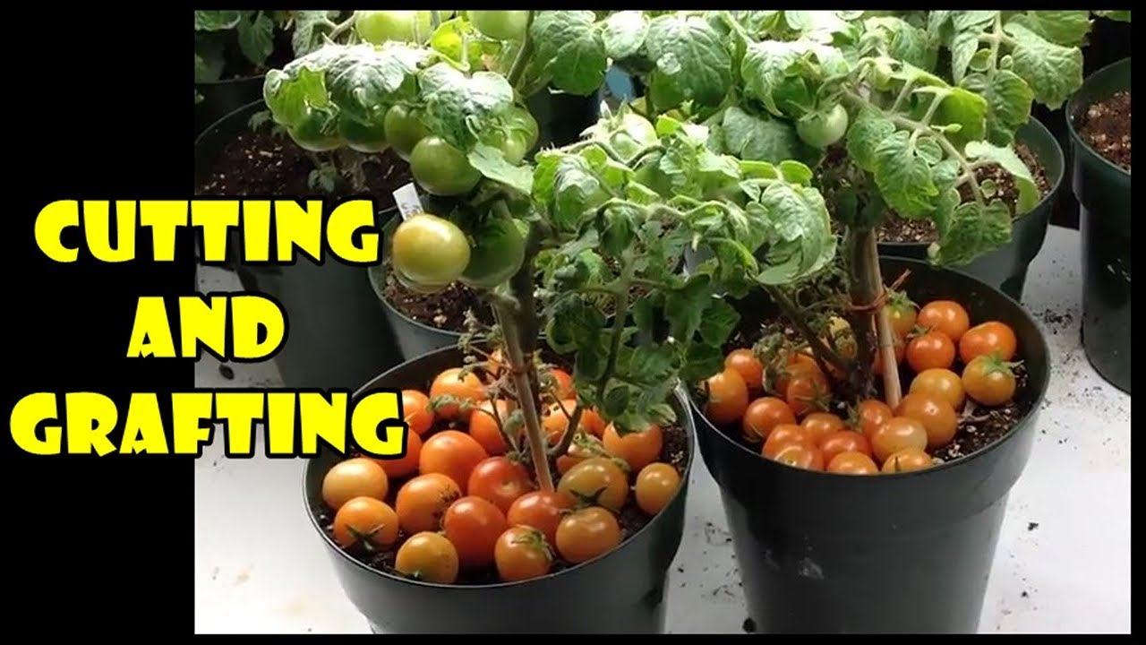 Stek Tunas Air Tomat – Cara Mudah Perbanyak Tanaman Tomat