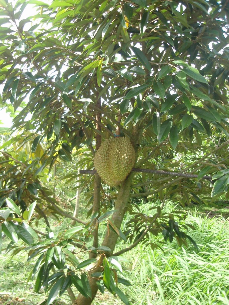 Tanaman Durian Pendek Berbuah Lebat