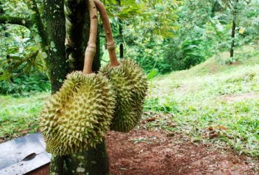 AWAS! Hama & Penyakit Durian Berikut bisa Membunuh Pohon Kesayangan Anda