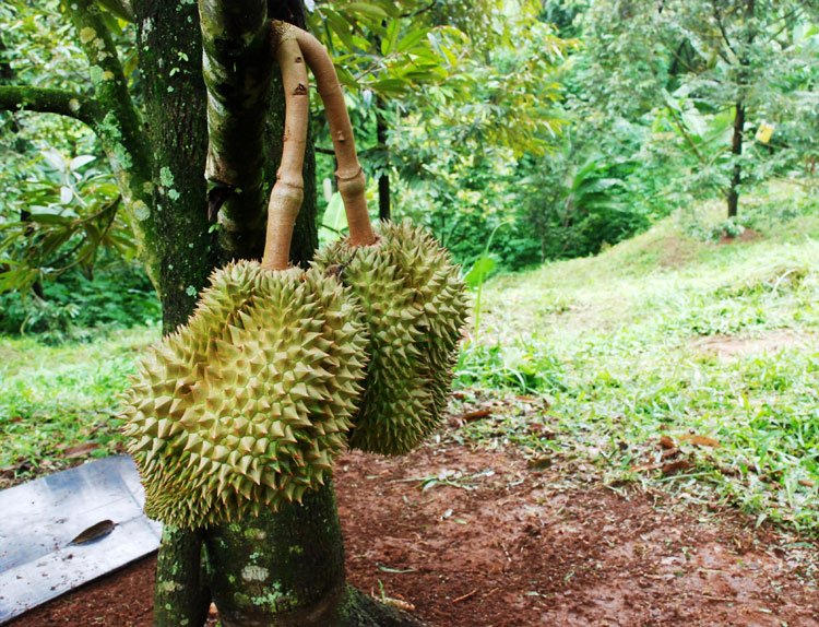 AWAS! Hama & Penyakit Durian Berikut bisa Membunuh Pohon Kesayangan Anda