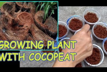 MUDAH !! Cara Membuat Cocopeat Sendiri & Aplikasinya Untuk Tanaman