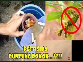 Insektisida Organik : Rokok Insektisida Organik PALING MANJUR?