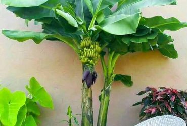 Tabulampot Pisang : RAHASIA Pisang Kerdil Berbuah CEPAT & LEBAT