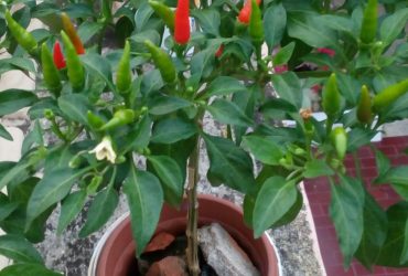 5 Cara Menanam Cabe PALING Praktis, Sehat dan Berbuah Lebat