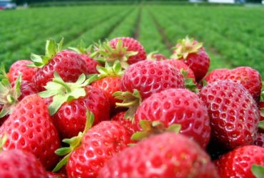 Budidaya Strawberry Paling PRAKTIS Hasil Melimpah