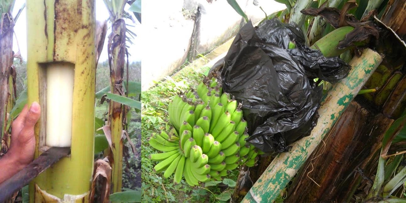 Cara Menanam Pisang Berbuah Cepat Cara Menanam Pisang Berbuah Cepat