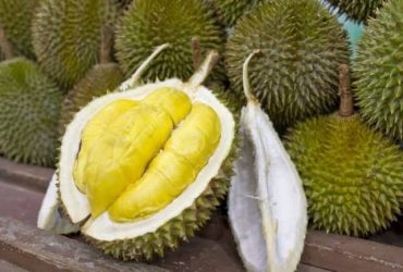 5 Trik Jitu Merawat Durian Montong Makin Montok & Anti Rontok