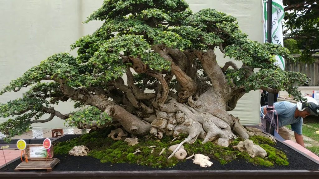 Budidaya bonsai serut