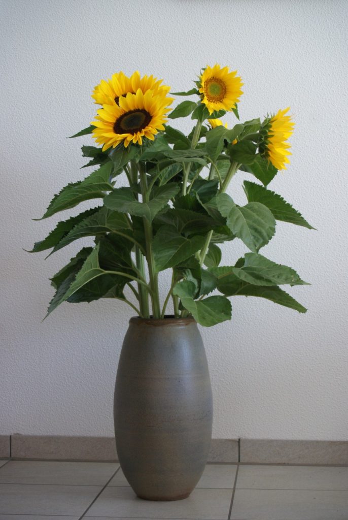 Bunga Matahari untuk Hiasan Indoor