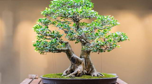Cara Membuat bonsai serut