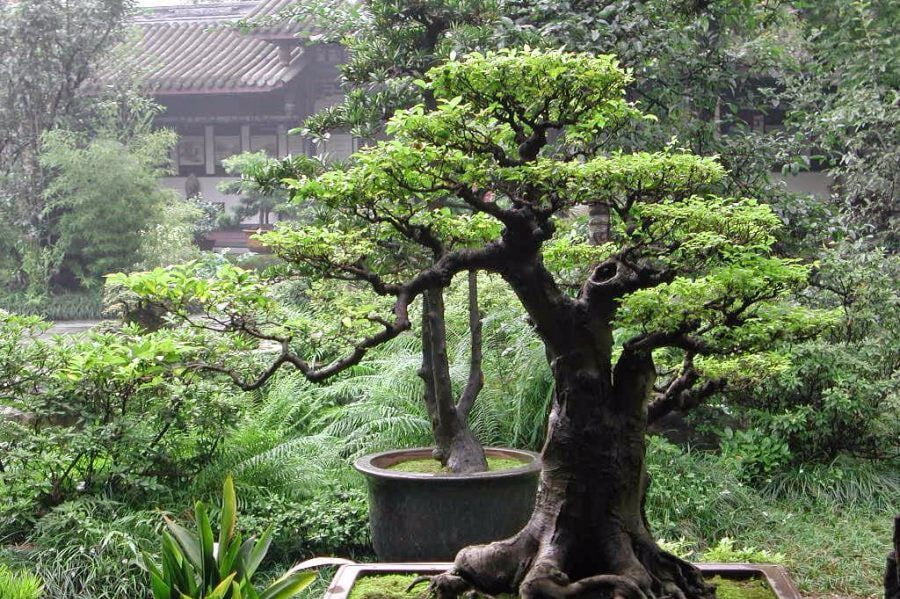 Membuat bonsai serut unik