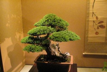 Merawat bonsai serut