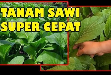 TERLENGKAP !! 5 Cara Menanam Sawi di Pot atau Polybag