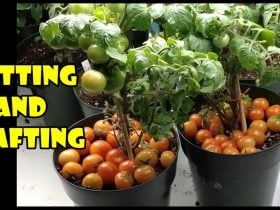Perbanyak tanaman tomat dengan stek air