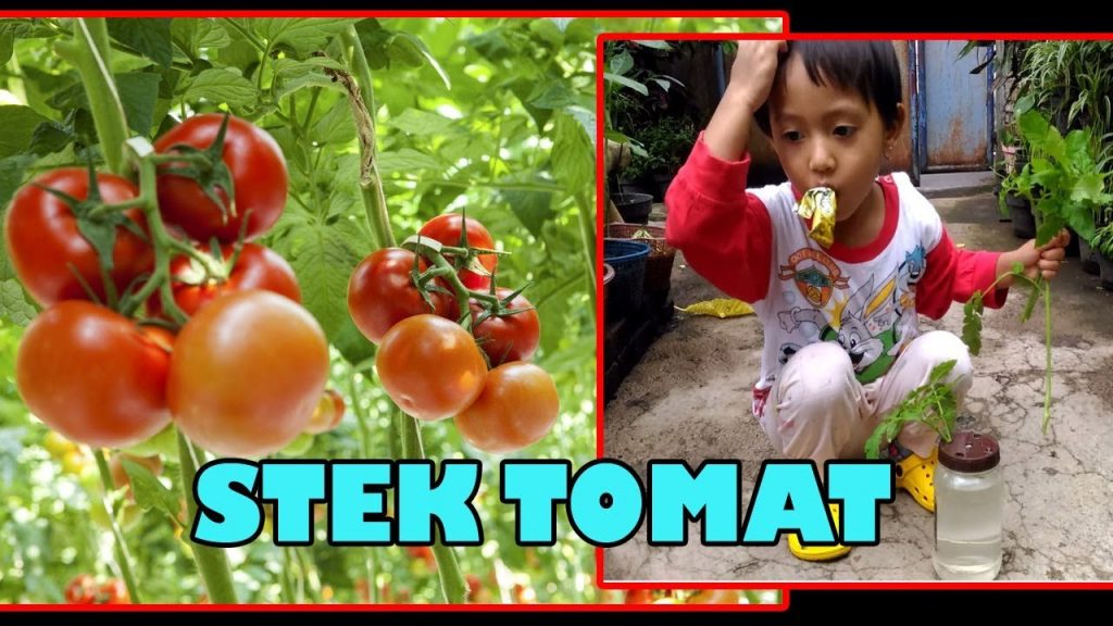 stek tunas air tomat