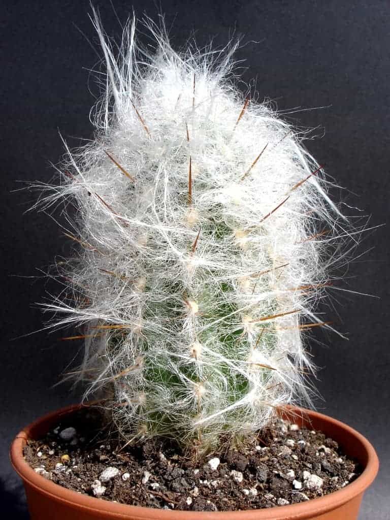 Kaktus mini Cephalocereus senilis