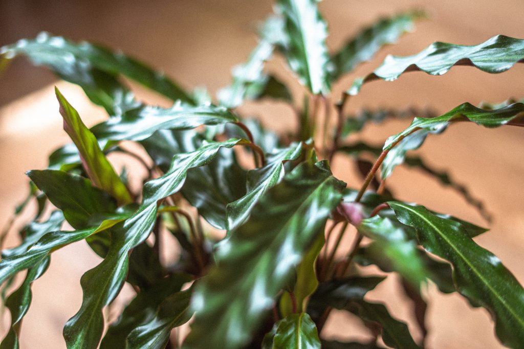 10 Jenis Calathea Berdaun Unik & Cocok Ditanam Dalam Ruangan Taman Inspirasi SAFA