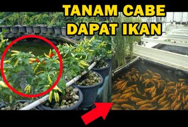 Panduan LENGKAP Budidaya Aquaponik Cabe & Ikan Mas