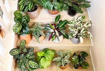 10 Jenis Calathea Berdaun Unik & Cocok Ditanam Dalam Ruangan