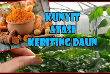 PRAKTIS !! Rahasia Mengatasi Daun Keriting pada Cabe dalam 30 Menit