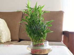 Tanaman Hias bambu air untuk Indoor