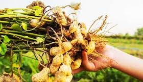 tips & cara menanam kacang tanah