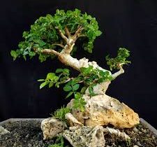 Bonsai Serut