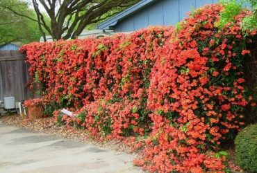 Jenis Tanaman bunga sebagai pagar rumah