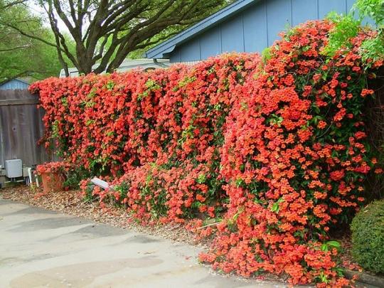 6 Jenis Tanaman Bunga sebagai Pagar Rumah yang Buat Privasi Tetap Terjaga