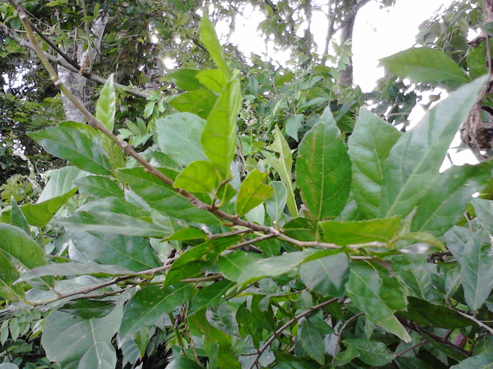 Pohon Serut Liar di Alam Bebas