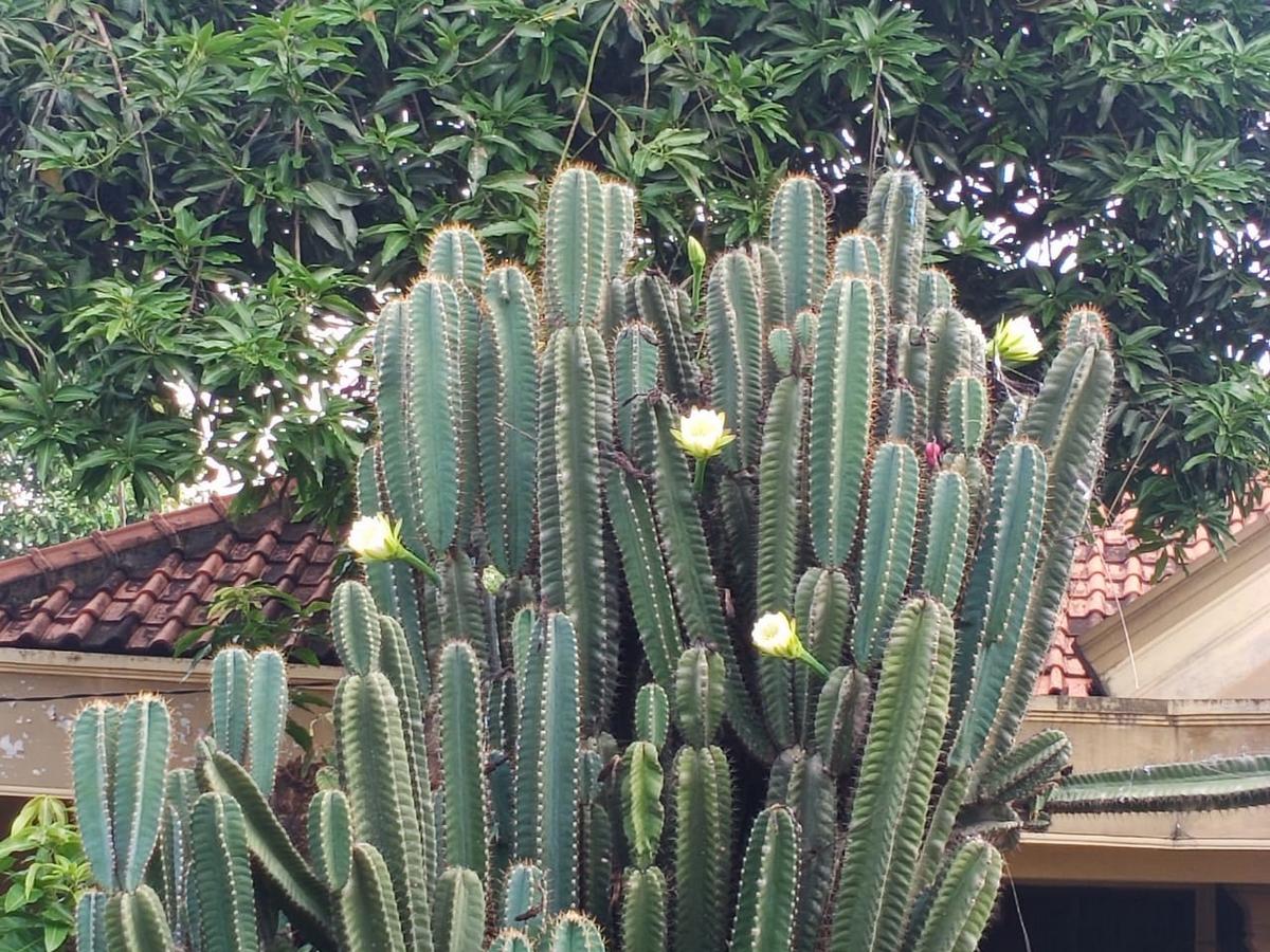 Tanaman Hias Kaktus