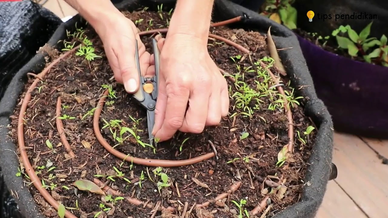 Cara menanam wortel di polybag