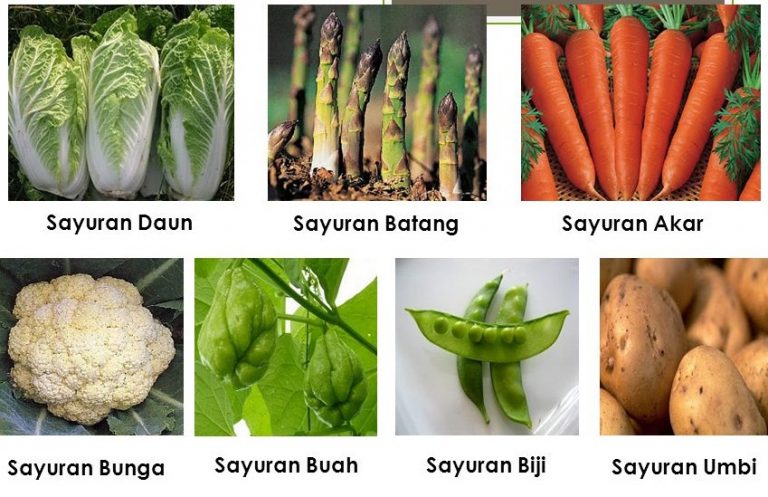 10 Jenis Sayuran Berdasarkan Bagian yang Dapat Dimakan